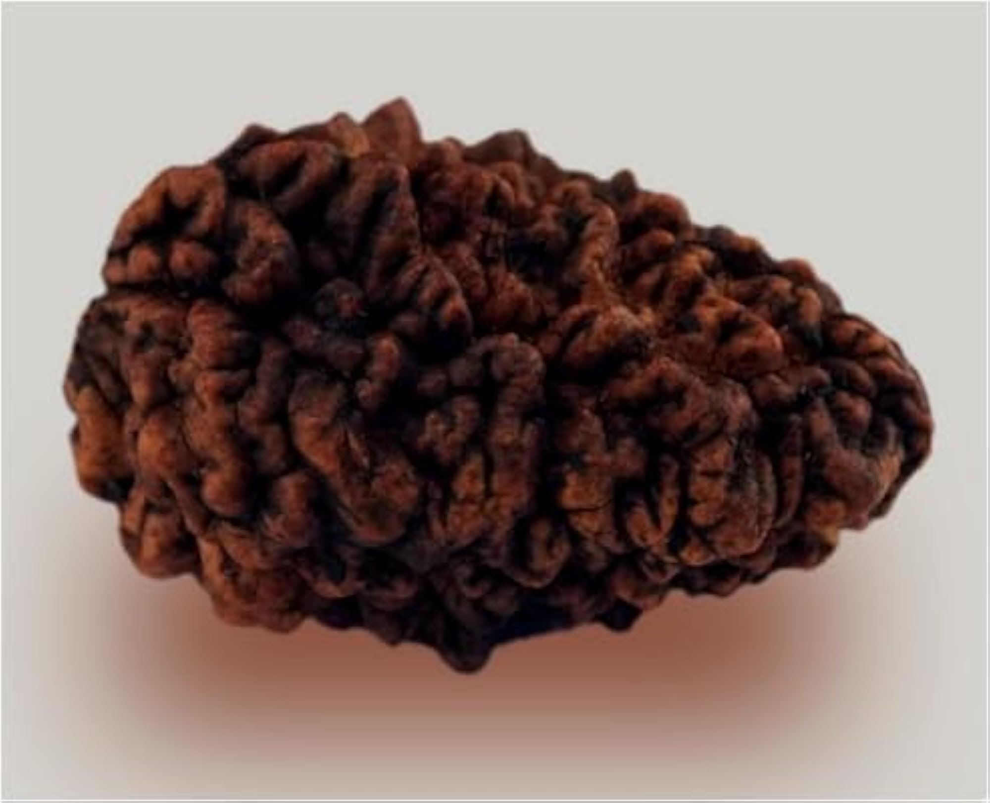 Purest Do Mukhi Rudraksha Nepali Beads, Lab Certified